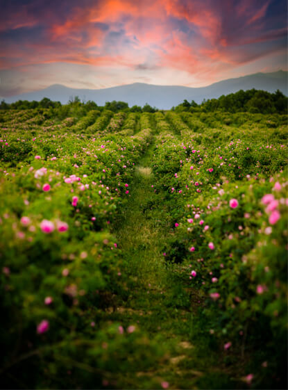 Rose Damascena fields